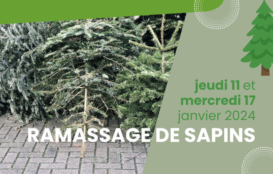 collecte de sapins