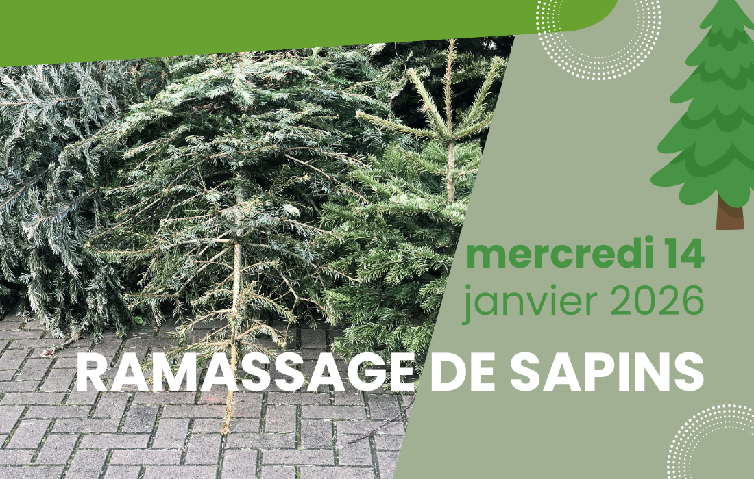collecte de sapins